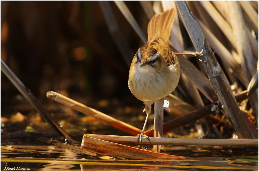 Sedge Warbler