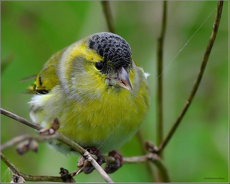 Eurasian Siskin