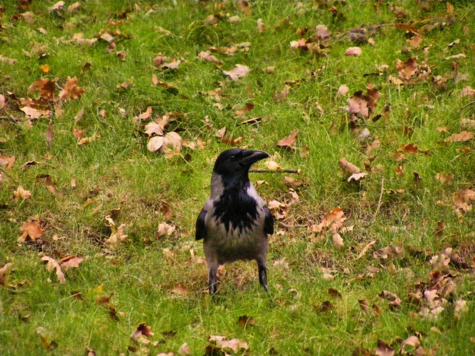 Hooded Crow