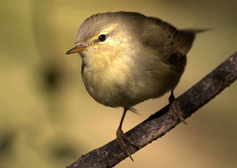 Willow Warbler
