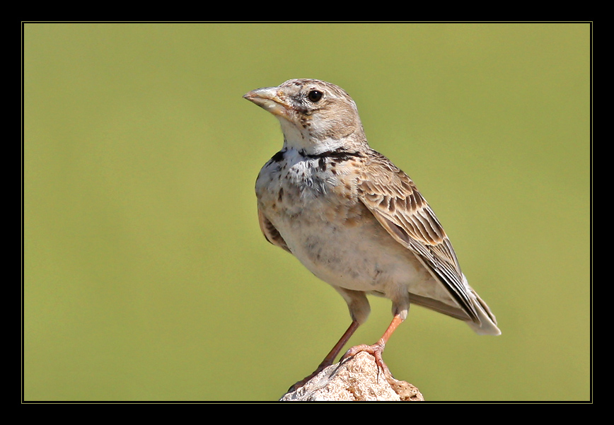Calandra Lark