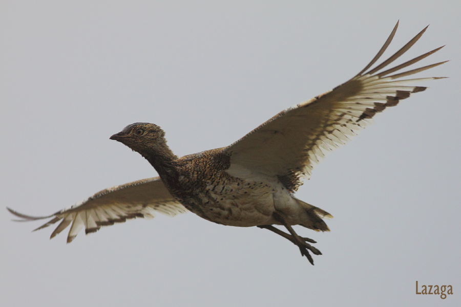 Little Bustard