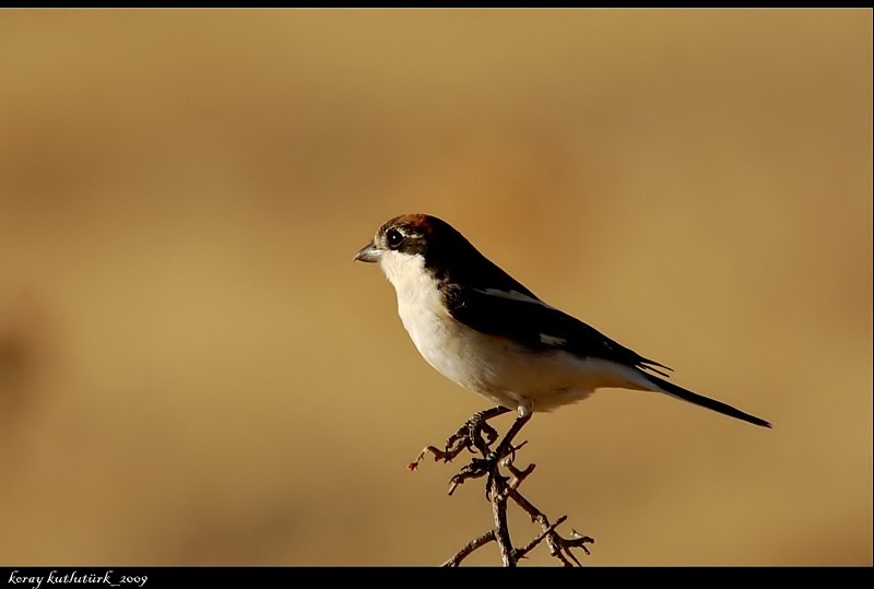 Woodchat Shrike