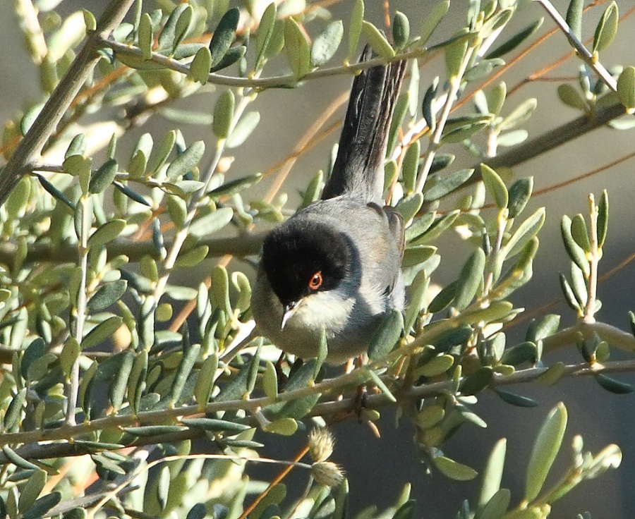 Sardinian Warbler