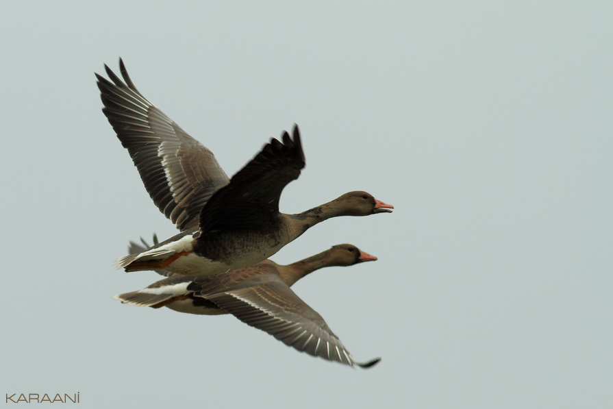 Greater White-fronted Goose