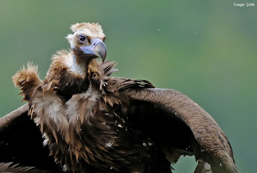 Cinereous Vulture