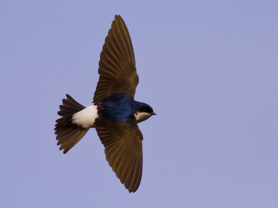 Western House Martin