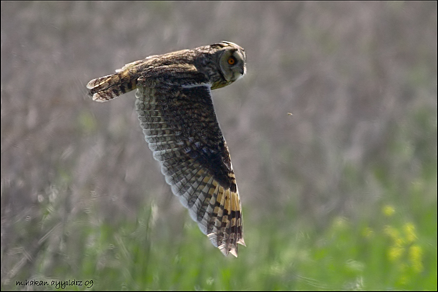 Long-eared Owl