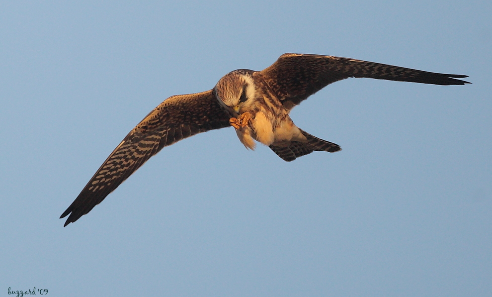 Red-footed Falcon
