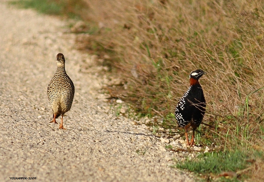 Black Francolin