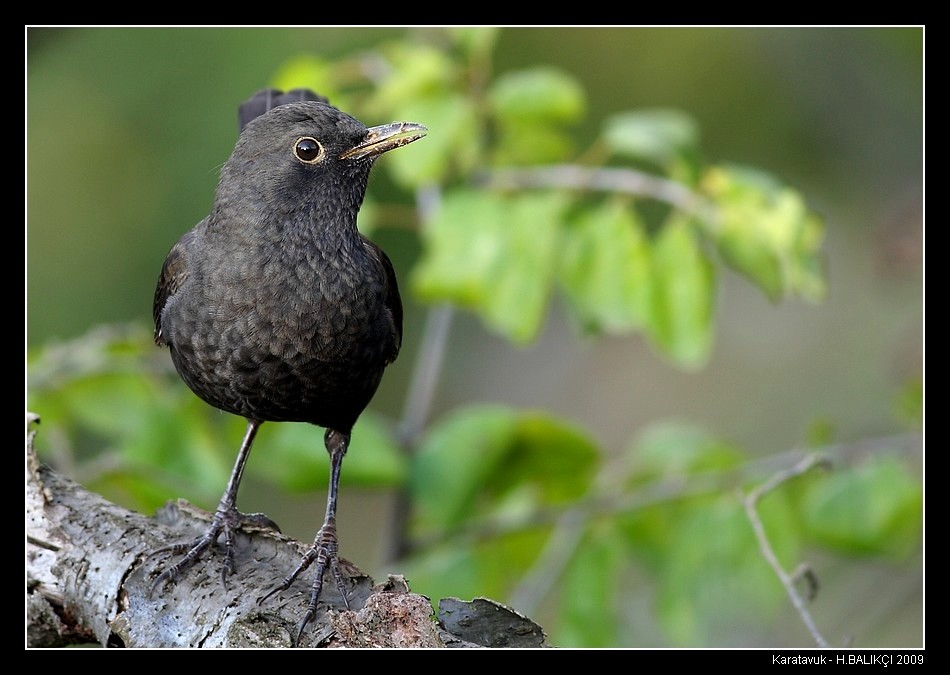 Common Blackbird