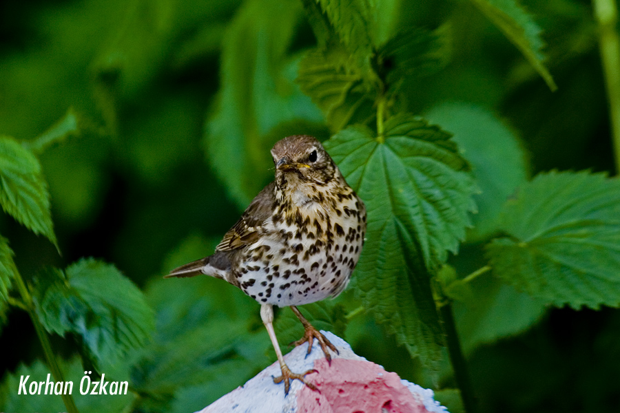Song Thrush