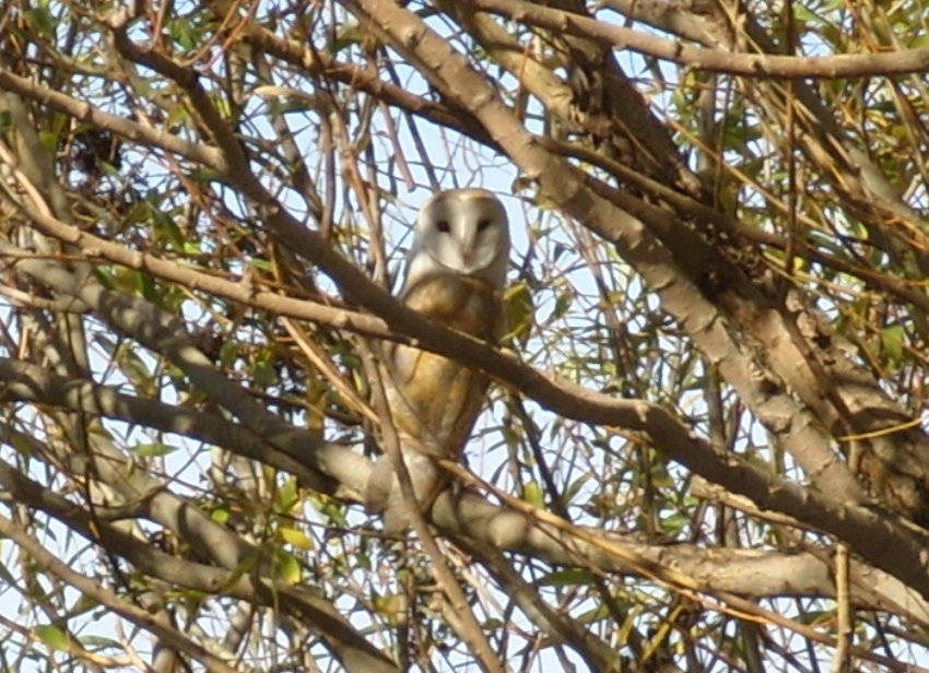 Western Barn Owl
