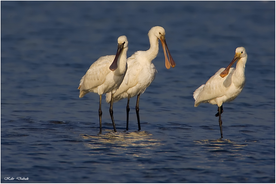 Eurasian Spoonbill