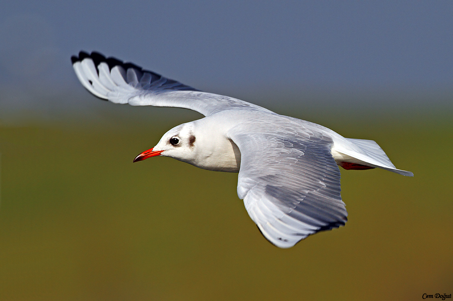 Black-headed Gull
