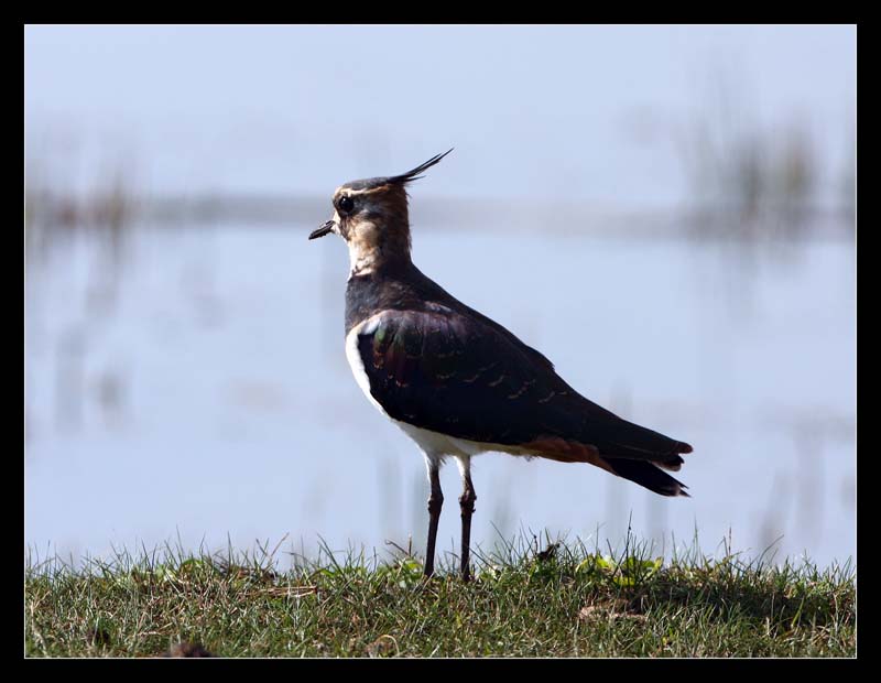 Northern Lapwing