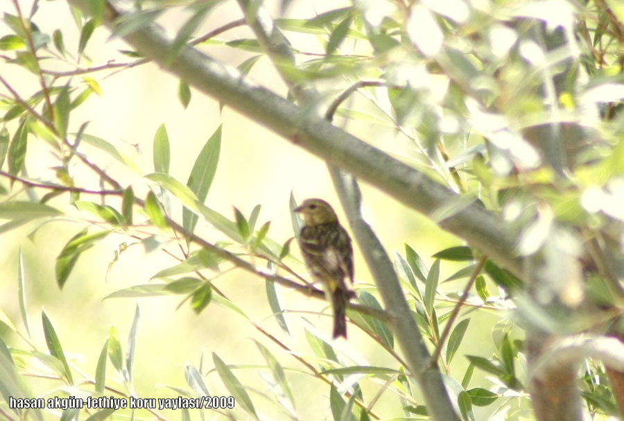 European Serin