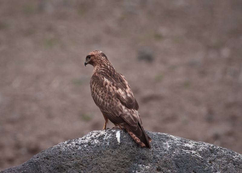 Common Buzzard