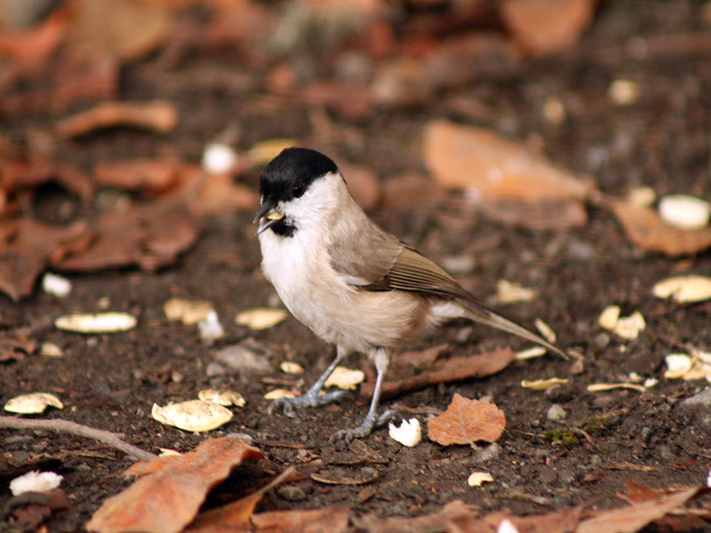 Marsh Tit