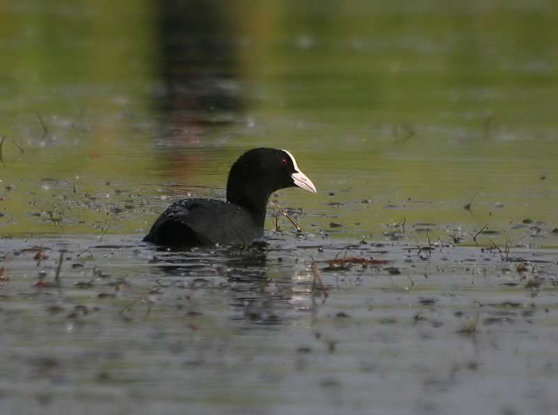 Eurasian Coot