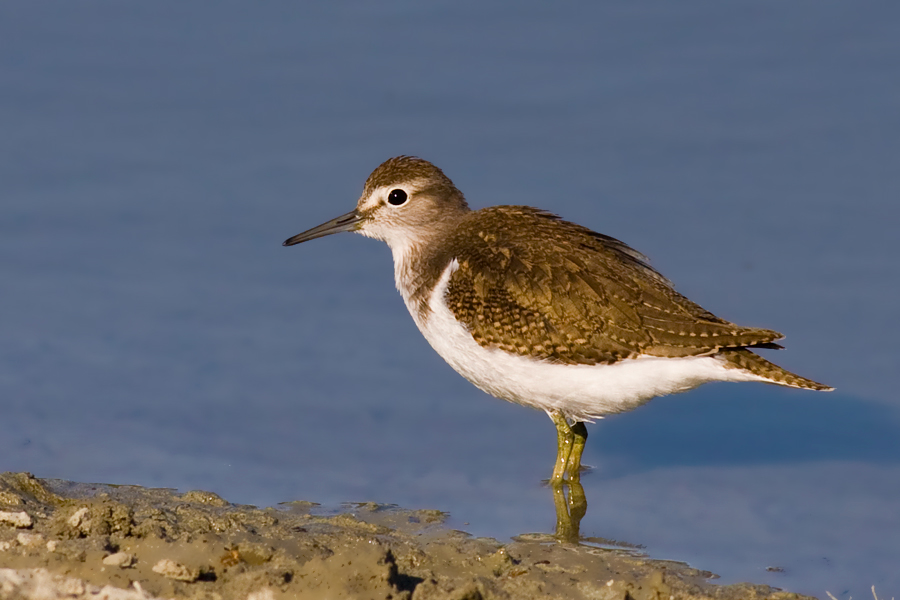 Common Sandpiper