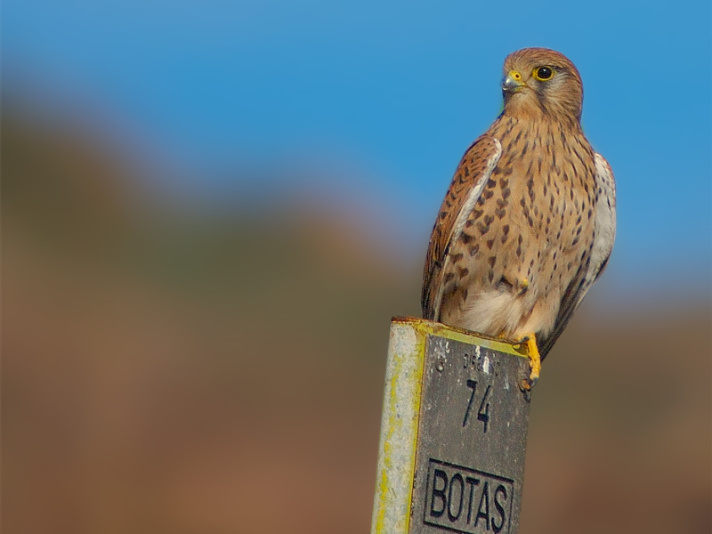 Common Kestrel