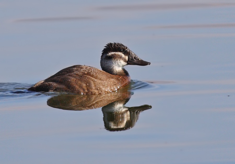 White-headed Duck