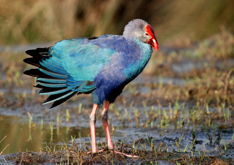 Grey-headed Swamphen