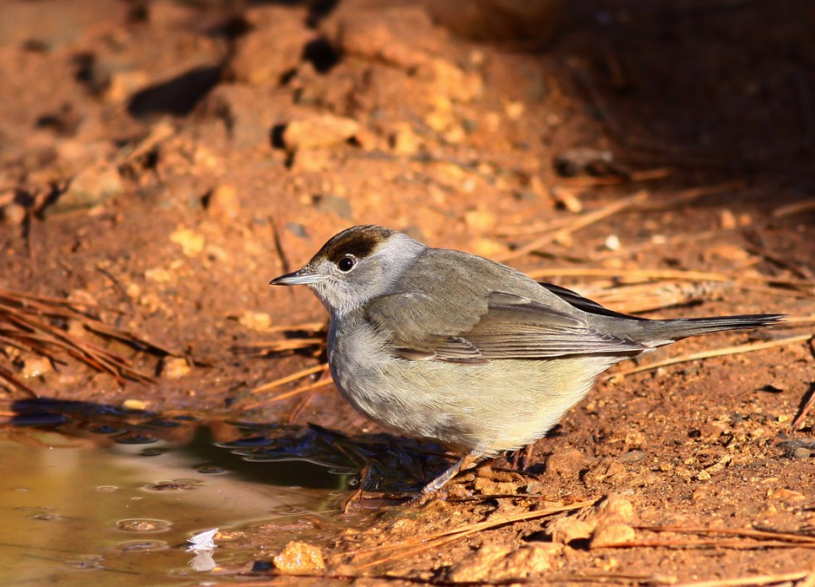 Eurasian Blackcap