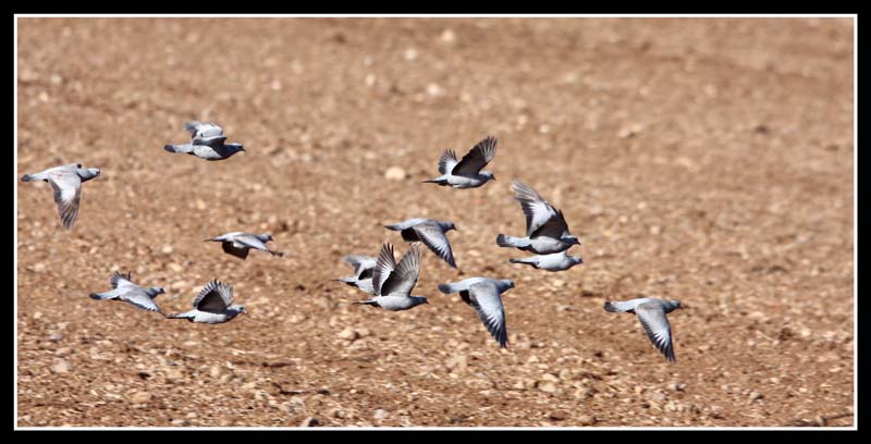Stock Dove