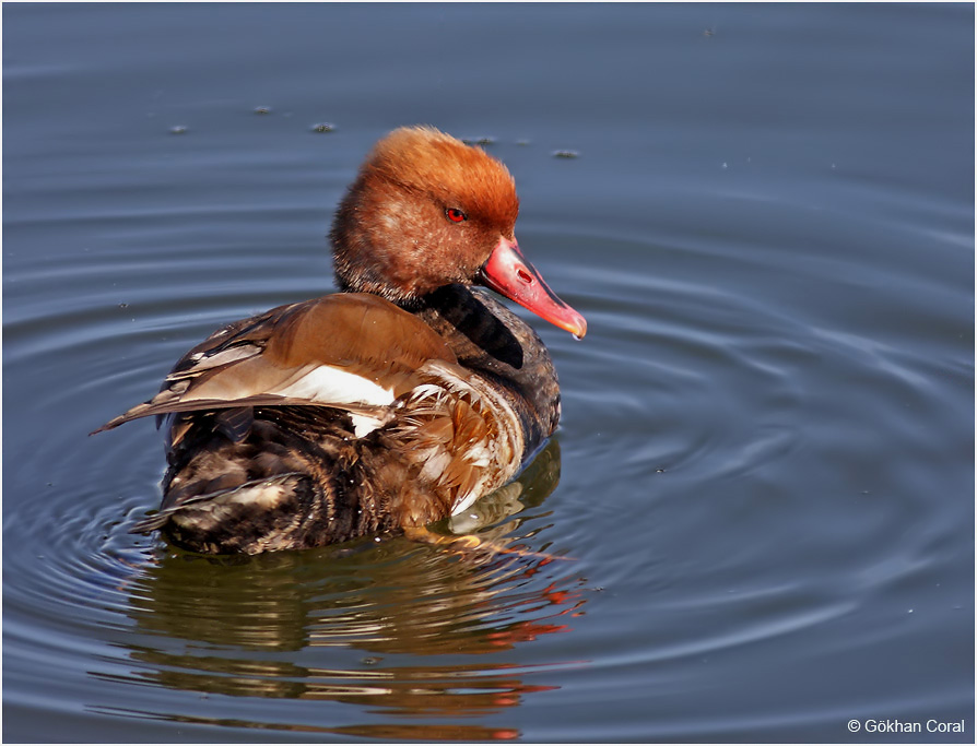 Red-crested Pochard