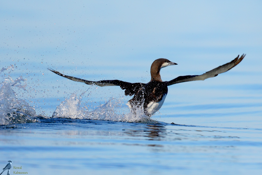 Black-throated Loon