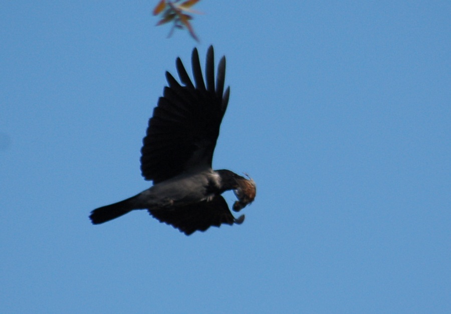 Hooded Crow