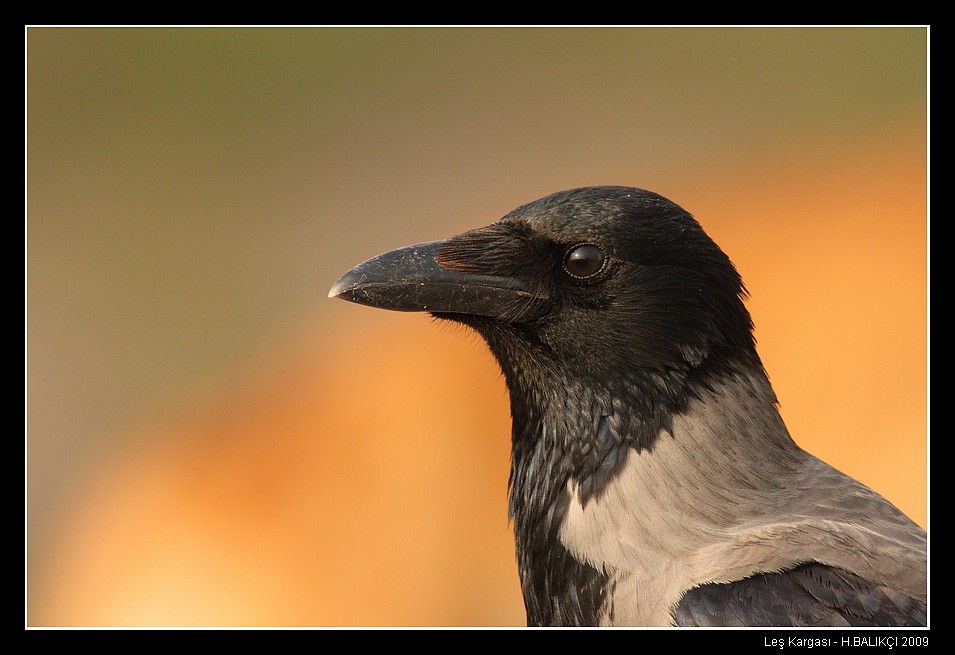 Hooded Crow