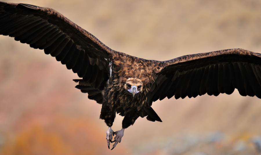 Cinereous Vulture