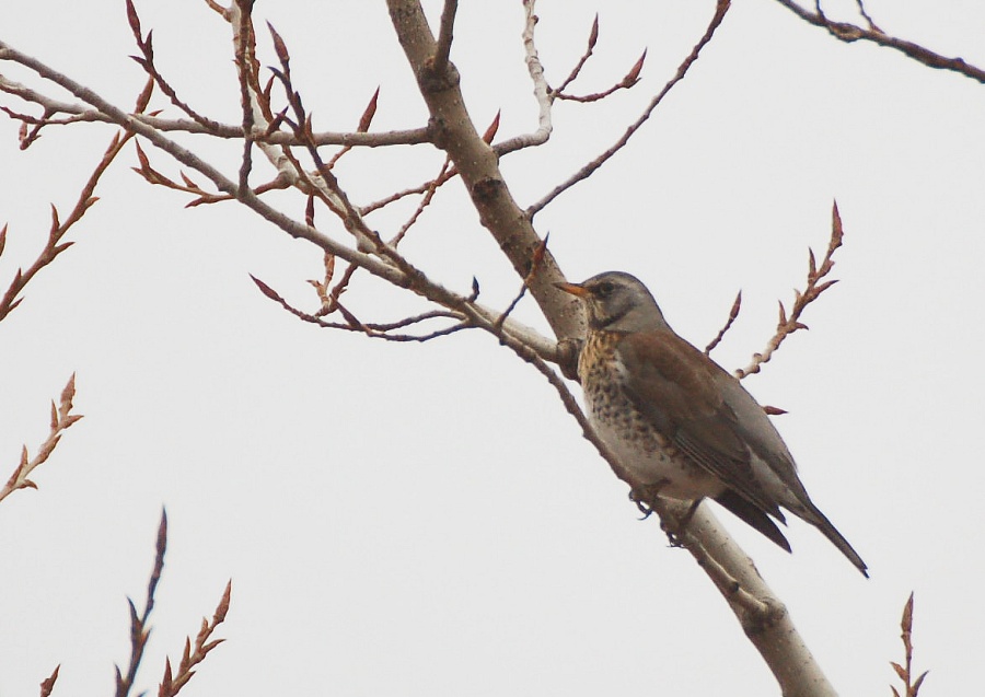 Fieldfare