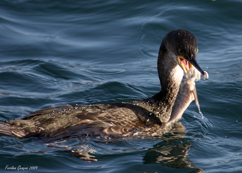 European Shag