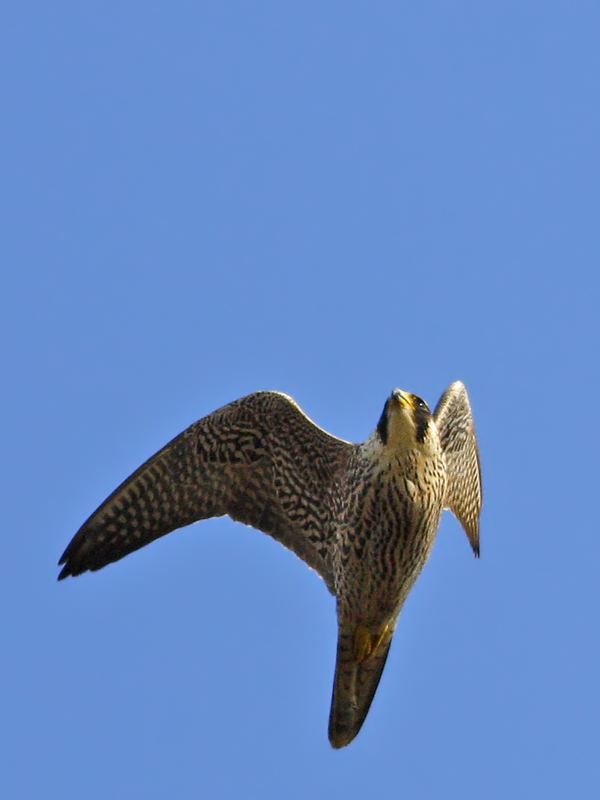 Peregrine Falcon