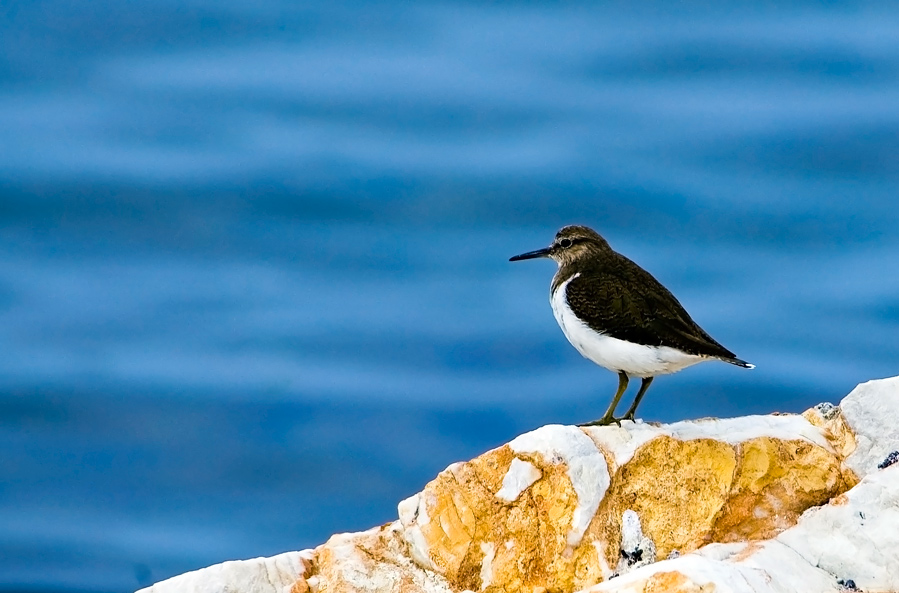 Common Sandpiper