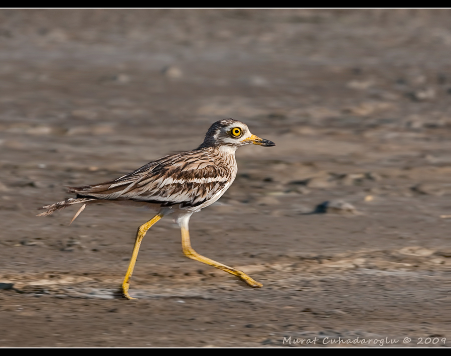 Eurasian Stone-curlew