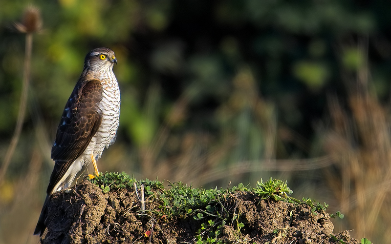 Eurasian Sparrowhawk