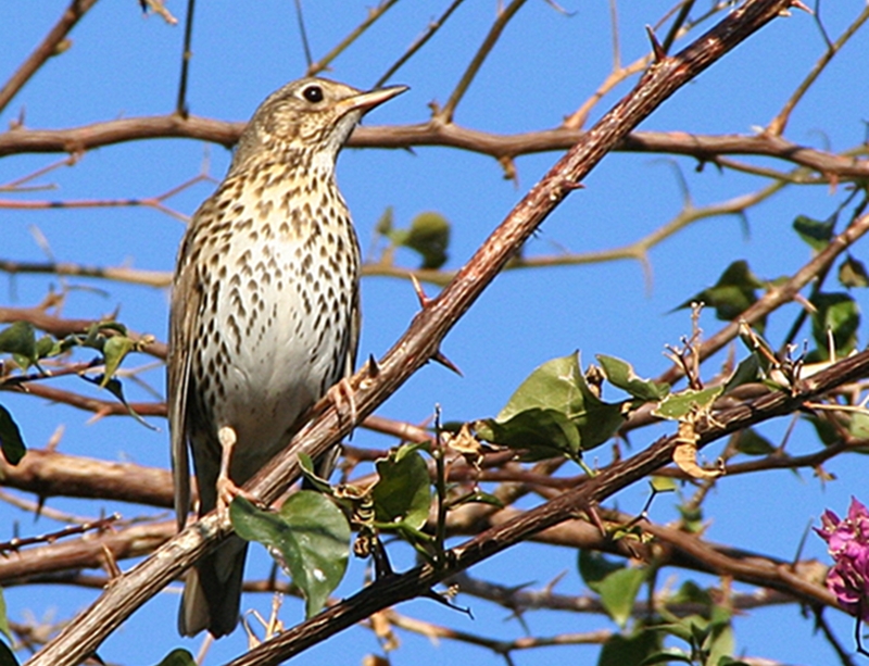 Song Thrush