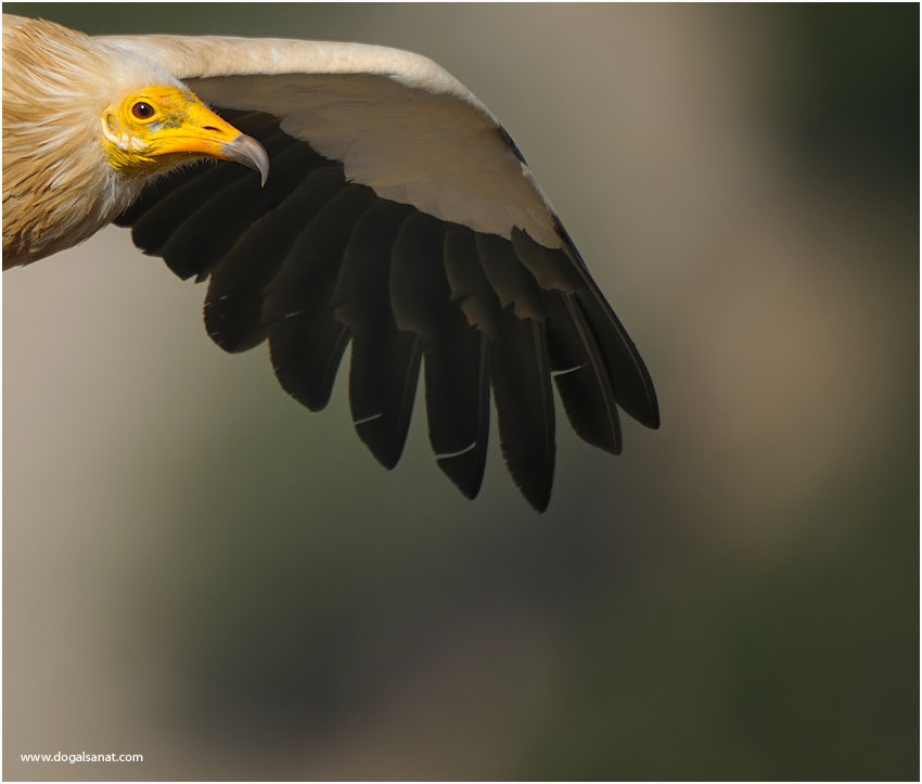 Egyptian Vulture