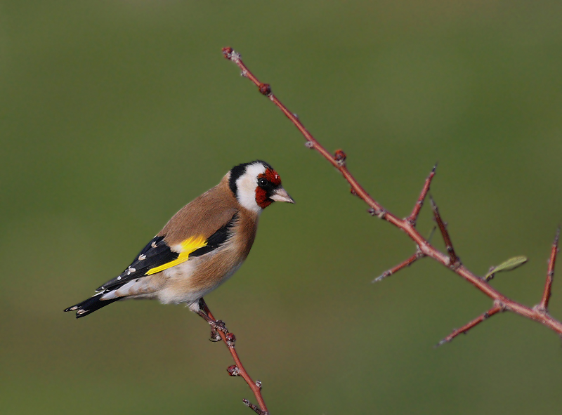 European Goldfinch