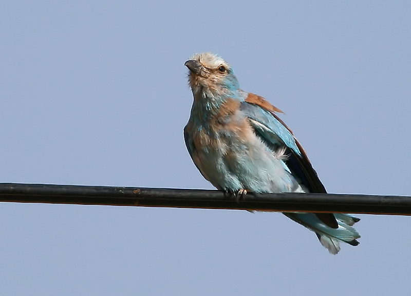 European Roller