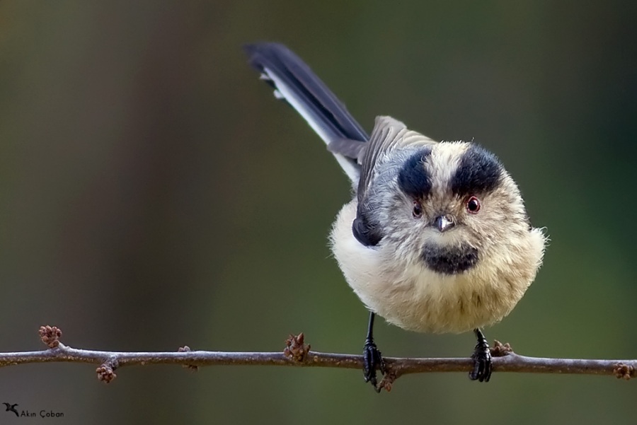 Long-tailed Tit