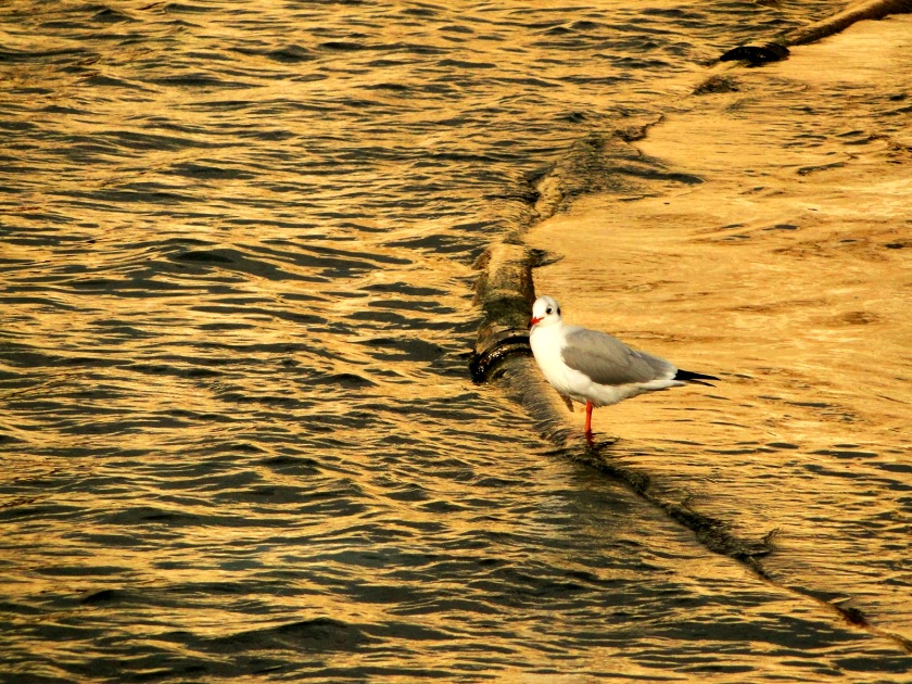 Black-headed Gull