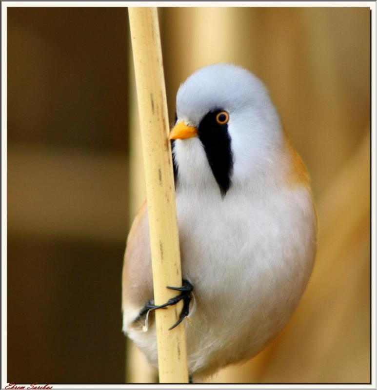 Bearded Reedling