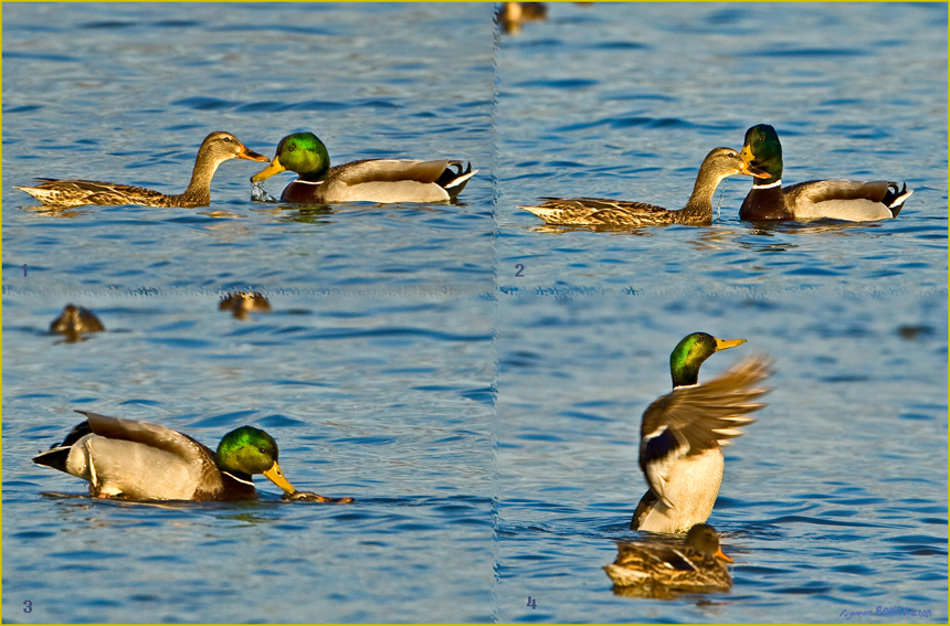 Mallard
