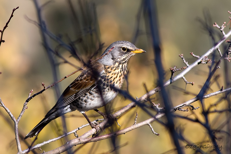 Fieldfare
